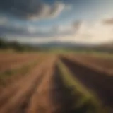 A scenic view of a plot of land ripe for acquisition